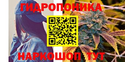 дмт Гай